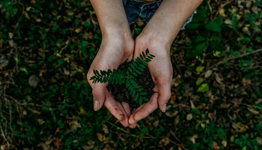 Plantas vibrantes y saludables sin plagas